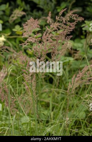 Wood small-reed or Bushgrass, Calamagrostis epigejos, in flower in damp woodland ride. Dorset. Stock Photo