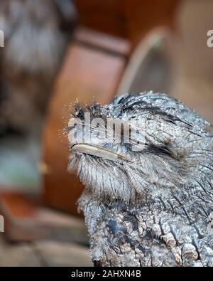 Close-up of a cute tawny frogmouth sleeping Stock Photo