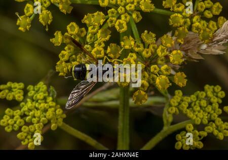 A hoverfly, Chrysotoxum bicinctum visiting the flowers of Wild Parsnip, Pastinaca sativa Stock Photo
