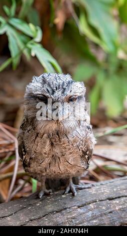 Close-up of a cute tawny frogmouth sitting in the sun Stock Photo