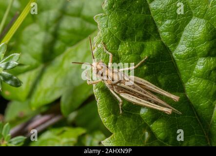 Male Common Field Grasshopper, Chorthippus brunneus on chalk downland, Dorset. Stock Photo