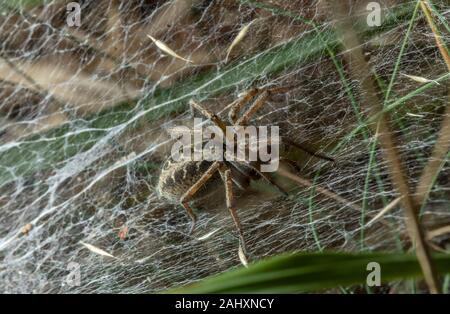 Female Labyrinth Spider, Agelena labyrinthica, sitting on her funnel web, on heathland. Dorset. Stock Photo