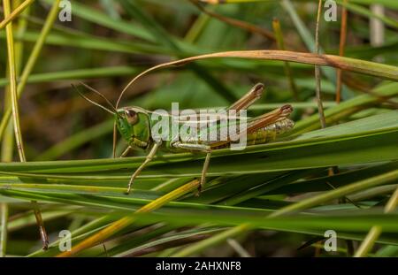 Female Meadow Grasshopper, Chorthippus parallelus settled on grass. Stock Photo