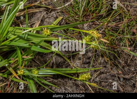 Common Yellow-sedge, Carex demissa, on damp heathland, Dorset. Stock Photo