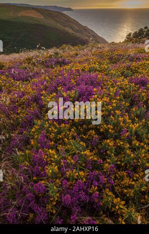 Heather and Dwarf Gorse moorland in flower on the north coast of Exmoor, near Minehead. Somerset.  Evening.