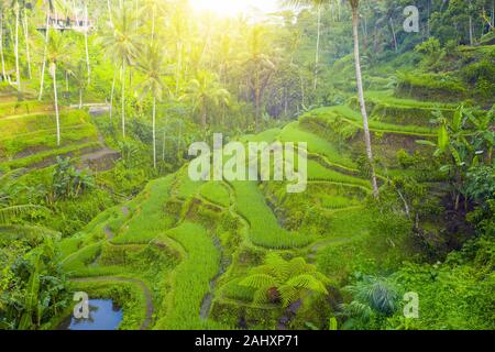 View from above, stunning aerial view of the Tegalalang rice terrace fields during sunrise. Stock Photo