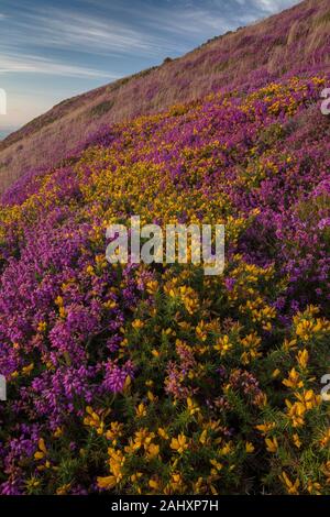 Heather and Dwarf Gorse moorland in flower on the north coast of Exmoor, near Minehead. Somerset.