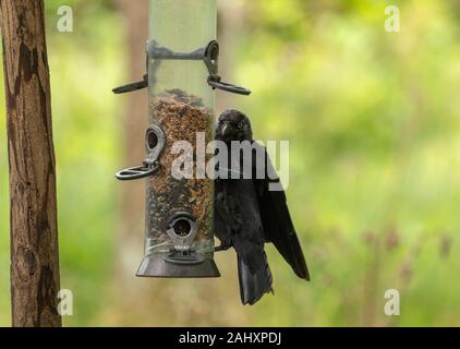Jackdaw, Corvus monedula, on Bird feeder on Brownsea Island. Stock Photo