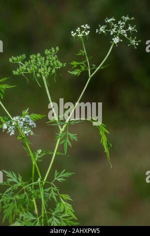 Fool's Parsley, Aethusa cynapium, in flower in garden. Stock Photo