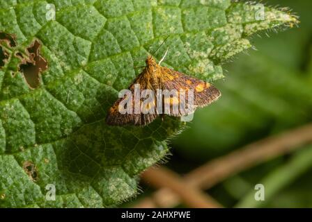 Small Purple and Gold, mint moth, Pyrausta aurata, resting on leaf on chalk downland. Stock Photo