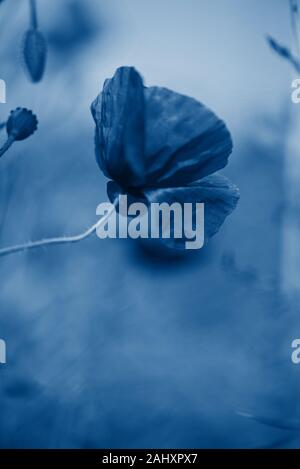 Tender shot of poppies Stock Photo