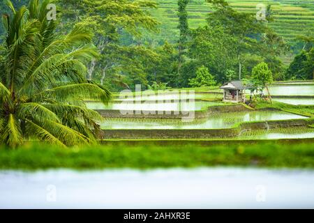 (Selective focus) Stunning view of the Jatiluwih rice terrace fields with a farmer hut. Stock Photo