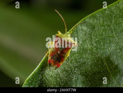 Hawthorn Shieldbug, Acanthosoma haemorrhoidale, on leaf. Hampshire. Stock Photo