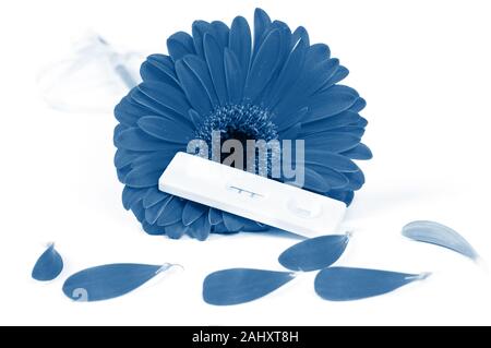 Positive pregnancy test and gerbera Stock Photo