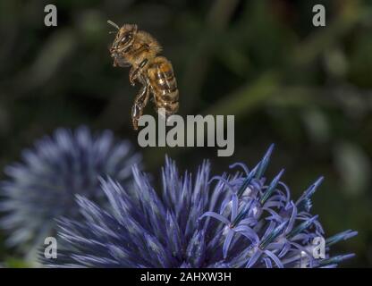 Honey Bee taking off from globe thistle, Echinops ritro Stock Photo