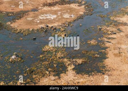 Okavango Delta Aerial with Elephant Herd Grazing in a Swamp or River Surrounded by Arid Land Stock Photo