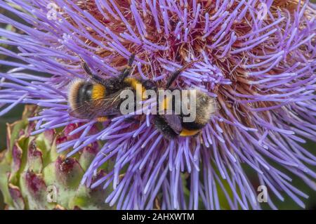 buff-tailed Bumble bees, Bombus terrestris, visiting Cynara in wildlife garden, Hants. Stock Photo