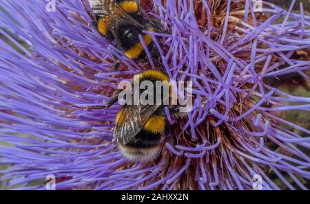 buff-tailed Bumble bees, Bombus terrestris, visiting Cynara in wildlife garden, Hants. Stock Photo