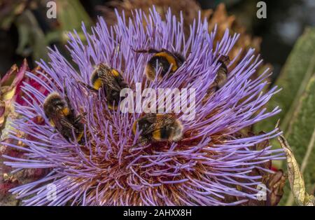 buff-tailed Bumble bees, Bombus terrestris, visiting Cynara in wildlife garden, Hants. Stock Photo