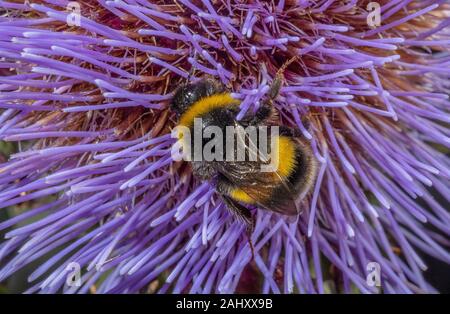 buff-tailed Bumble bees, Bombus terrestris, visiting Cynara in wildlife garden, Hants. Stock Photo