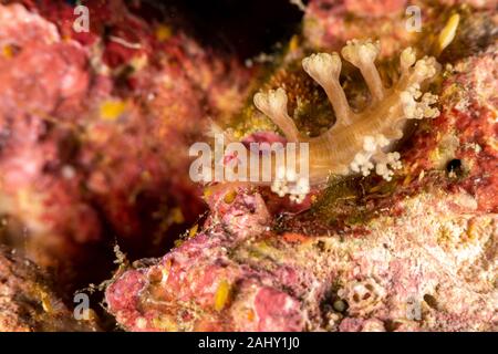The most beautiful underwater snails of the Indian and Pacific Ocean Stock Photo