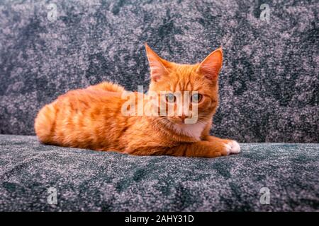 domestic red-haired striped young cat lies on the sofa and looks forward Stock Photo