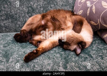 An elderly plump Siamese cat is sleeping. Sillpoint cat on green sofa Stock Photo