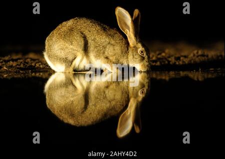 Scrub hare drinking at night, Lepus saxatilis, Zimanga Game Reserve, South Africa Stock Photo