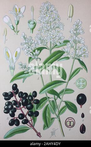 Ligustrum vulgare, wild privet, European privet, is a species of Ligustrum  / Gewhnliche Liguster, Gemeiner Liguster, Rainweide, Beinholz,  Tintenbeerstrauch, Tintenbeertraube, Zaunriegel, Pflanzenart in der Familie  der lbaumgewchse, Digital improved ...
