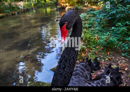 France, Burgundy, Yonne, Sens, Moulin à Tan park and garden, black swan Stock Photo
