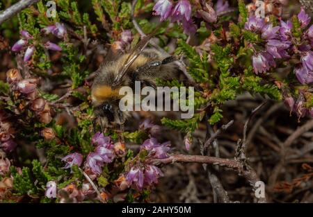 Heath Bumblebee, Bombus jonellus visiting heather flowers on Dorset heathland. Dorset. Stock Photo