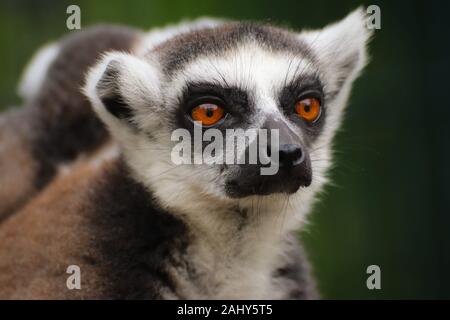 Portrait popular monkey lemur catta. Detail lemur face on the green background.