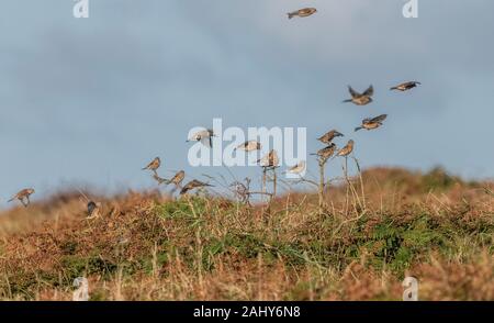 Flock of linnets on moorland, in autumn. Pembrokeshire, West Wales.