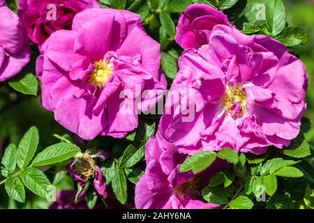 Pink Rose Rosa 'Roseraie de l'Hay' Stock Photo