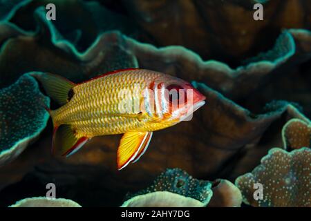 The surprising underwater world of the Indian and Pacifical Oceans Stock Photo