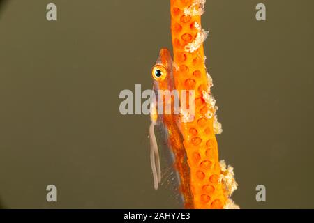 The surprising underwater world of the Indian and Pacifical Oceans Stock Photo