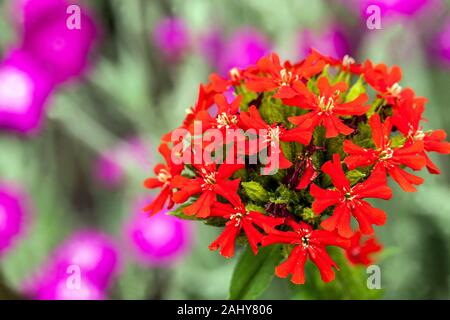 Maltese cross flower, Lychnis chalcedonica Stock Photo