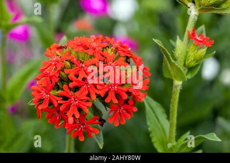 Maltese cross, Lychnis chalcedonica flower head Stock Photo