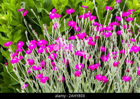 Rose Campion Lychnis coronaria flowers Stock Photo