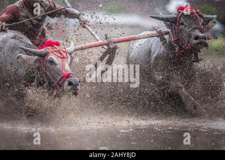 A pair of bulls racing through the muddy rice field. Stock Photo