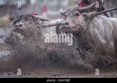 A pair of bulls racing through the muddy rice field. Stock Photo