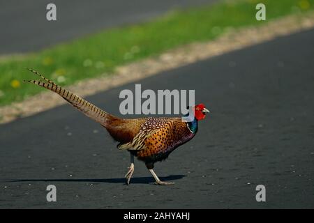 Common Pheasant (Phasianus colchicus) male crossing road, Schleswig-Holstein, Germany Stock Photo