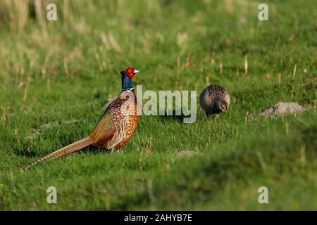 Common Pheasant (Phasianus colchicus) male and female, Schleswig-Holstein, Germany Stock Photo