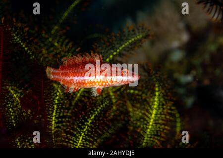 The surprising underwater world of the Indian and Pacifical Oceans Stock Photo