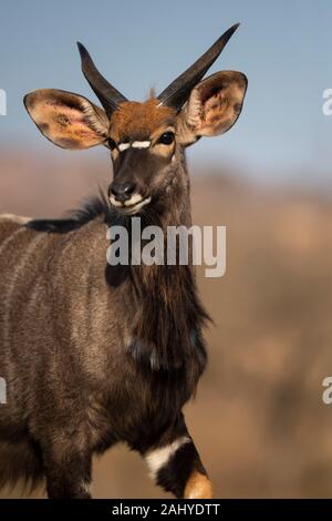 Young nyala bull, Tragelaphus angasi, Zimanga Game Reserve, South Africa Stock Photo