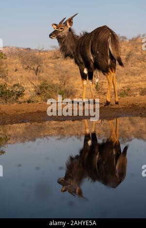 Young nyala bull, Tragelaphus angasi, Zimanga Game Reserve, South Africa Stock Photo