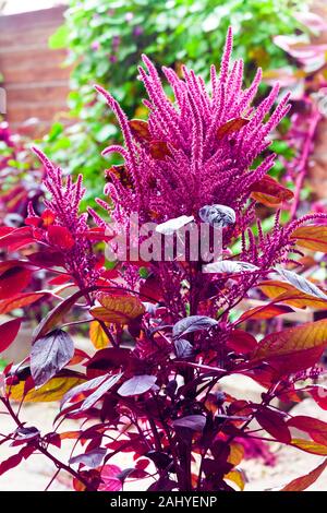 Red amaranth (Amaranthus cruentus) inflorescence closeup in sunny day Stock Photo