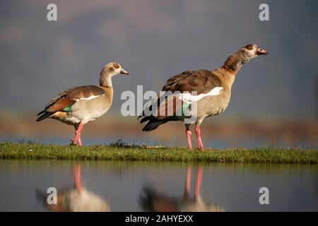 Egyptian geese, Alopochen aegyptiaca, Zimanga Game Reserve, South Africa Stock Photo