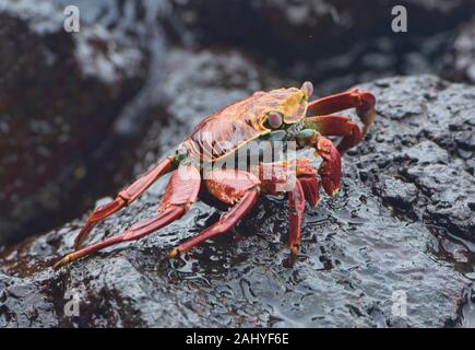 Sally Lightfoot crab (grapsus grapsus), Isla Santa Cruz, Galapagos Islands, Ecuador.