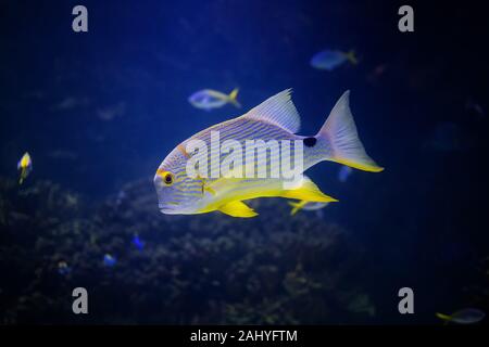 Exotic tropical fish Sailfin Snapper (Symphorichthys spilurus) with coral reef natural blue background Stock Photo
